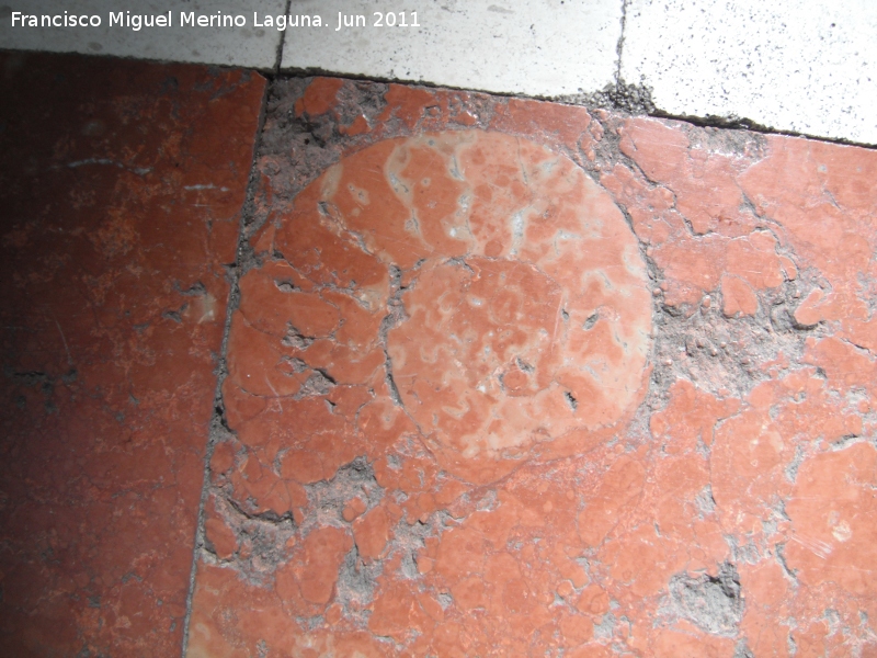 Paseo de la Estaci�n - Paseo de la Estaci�n. F�sil en los mosaicos del Paseo (Ammonitico Rosso)