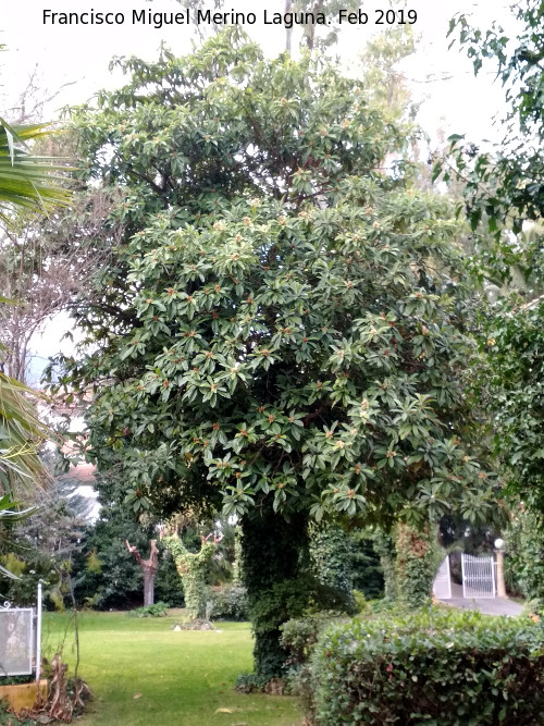 Casino-Restaurante de Jabalcuz - Casino-Restaurante de Jabalcuz. N�spero