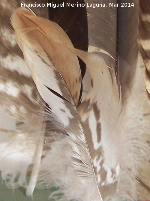 Pjaro Avutarda - Pjaro Avutarda. Pluma. Navas de San Juan