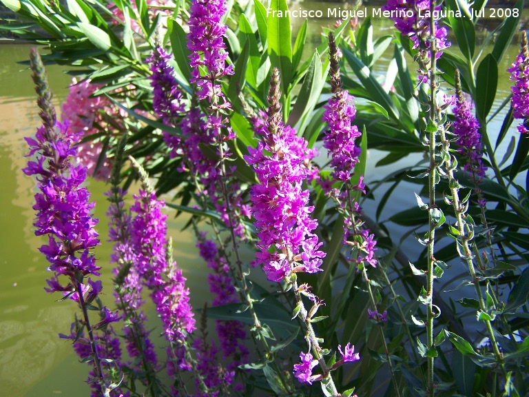 Salicaria - Salicaria. Benalmdena