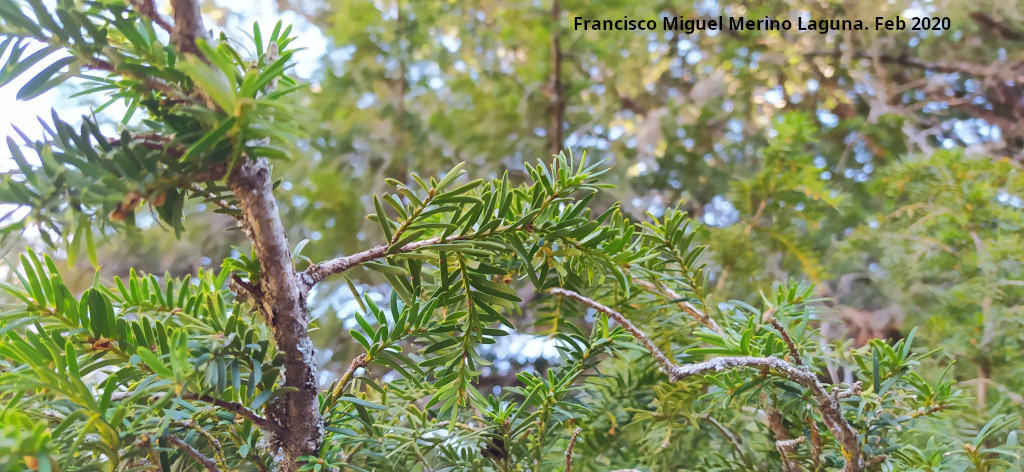 Tejo - Tejo. Hojas - Quesada