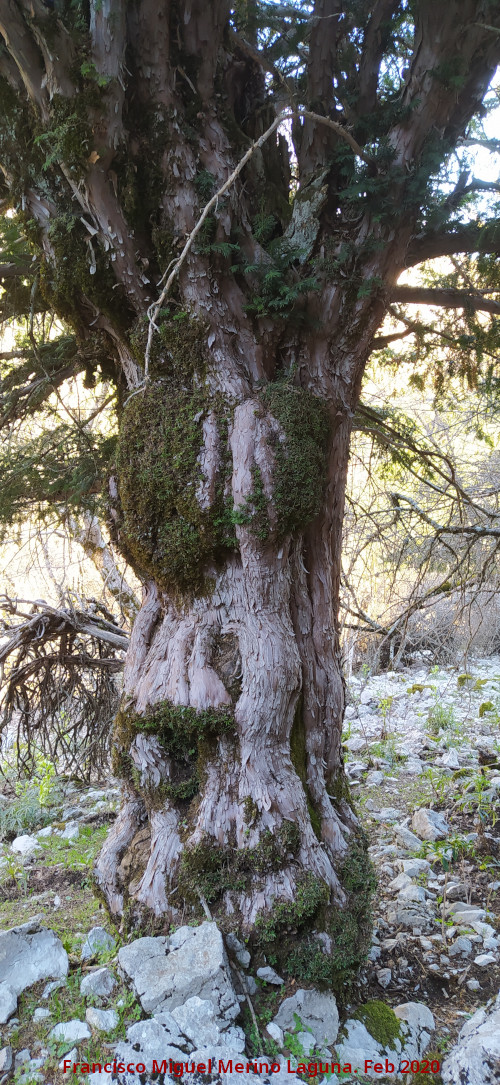 Tejo - Tejo. Tronco - Quesada