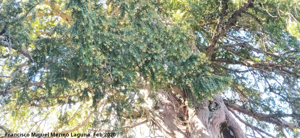 Tejo - Tejo. Ramas del Tejo Milenario Hembra - Quesada