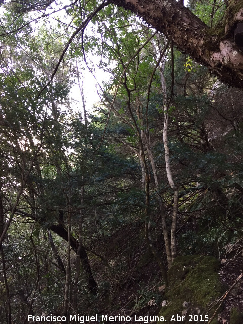 Tejeda del Barranco de Los Tejos - Tejeda del Barranco de Los Tejos. Tejos