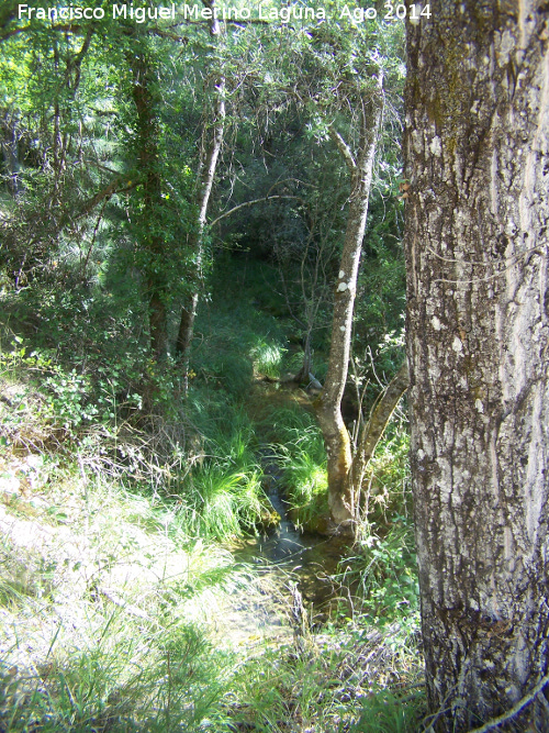 Arroyo del Raso de la Honguera - Arroyo del Raso de la Honguera. 