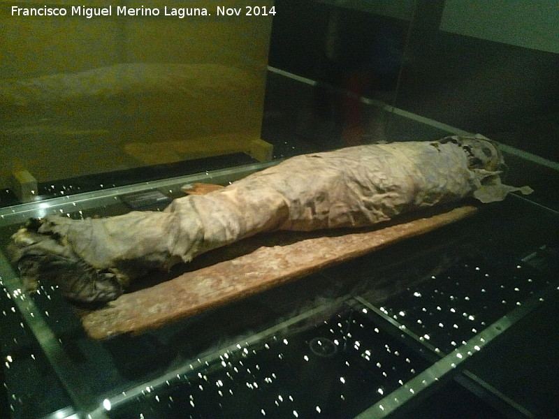 Museo Arqueol�gico de Tenerife - Museo Arqueol�gico de Tenerife. Momia Guanche
