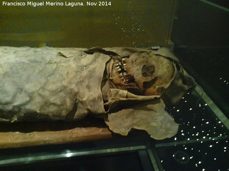 Museo Arqueol�gico de Tenerife - Museo Arqueol�gico de Tenerife. Momia Guanche