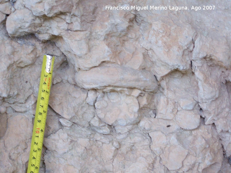 Antiguo aprisco - Antiguo aprisco. F�siles