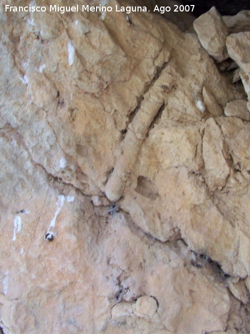 Antiguo aprisco - Antiguo aprisco. F�siles