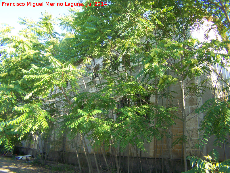 Central Hidroel�ctrica R�o Fr�o - Central Hidroel�ctrica R�o Fr�o. Comida por la vegetaci�n