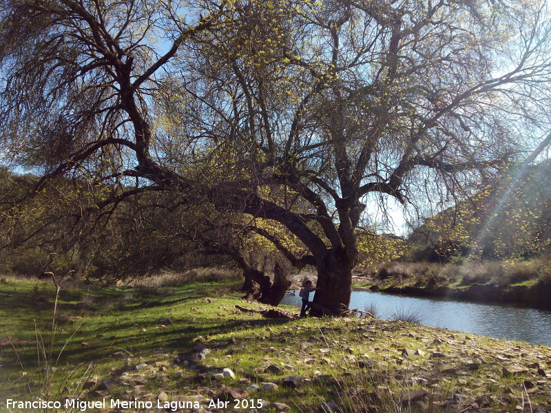 Quejigos del R�o Guarrizas - Quejigos del R�o Guarrizas. 