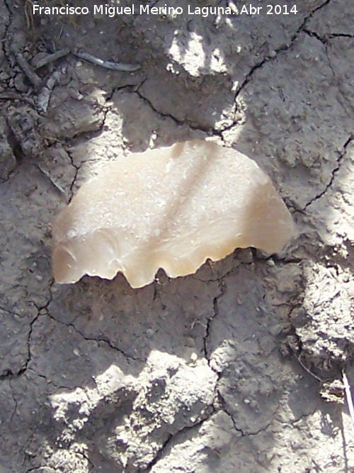 Torre�n de la Cabeza - Torre�n de la Cabeza. S�lex dentado