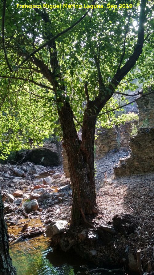Molino del Bat�n - Molino del Bat�n. Arroyo y restos del Molino del Bat�n
