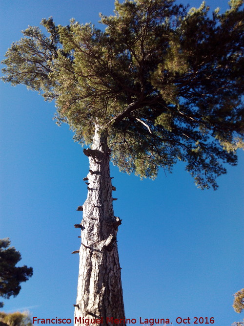 Pino Galap�n - Pino Galap�n. Copa