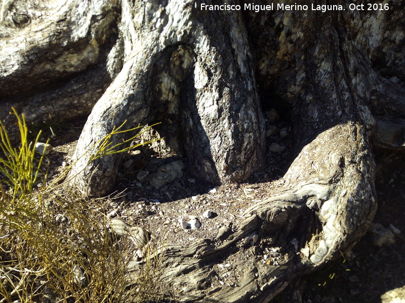 Pino Galap�n - Pino Galap�n. Raices