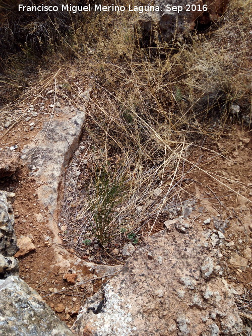 Necr�polis de C�llar - Necr�polis de C�llar. Tumba