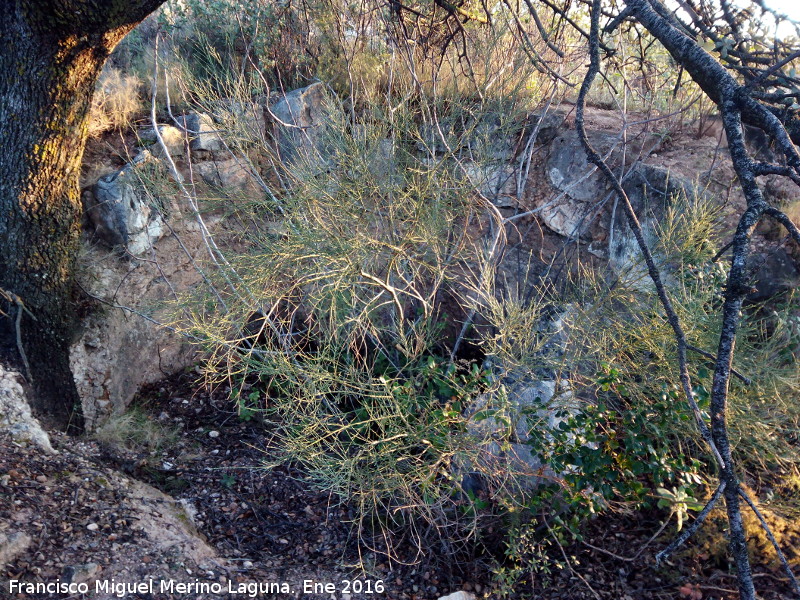 Poblado isl�mico de la Coronilla - Poblado isl�mico de la Coronilla. Aljibe