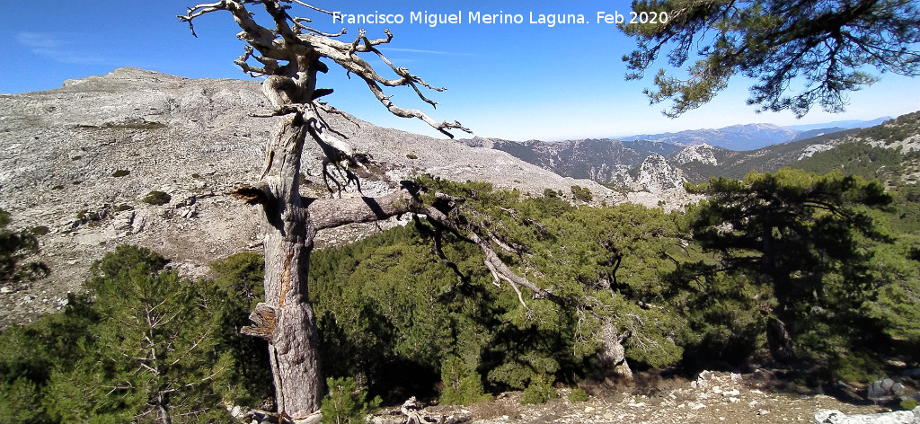 Aguil�n del Loco - Aguil�n del Loco. Desde la Loma de Cagasebo