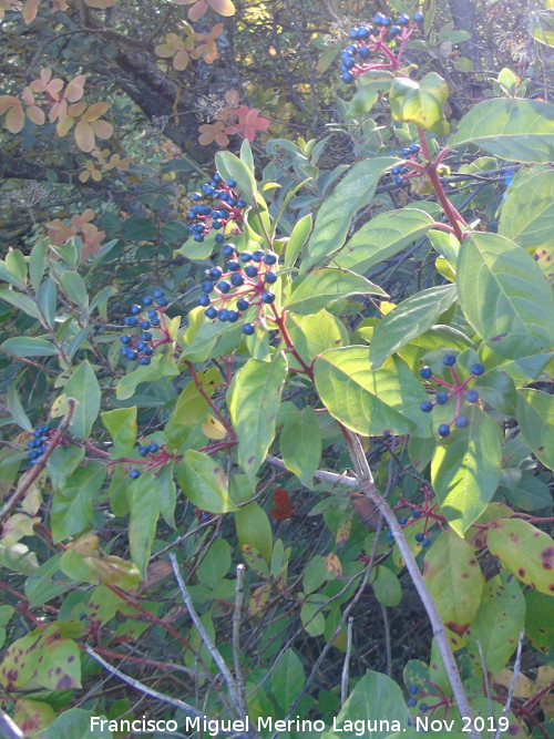 Durillo - Durillo. Ba�izuela - Torredelcampo