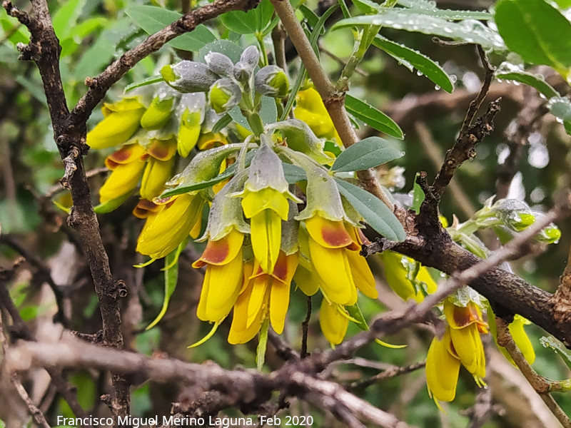 Altramuz del diablo - Altramuz del diablo. Torrequebrada - Rus