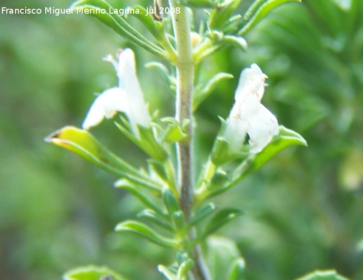 Ajedrea - Ajedrea. Cazorla