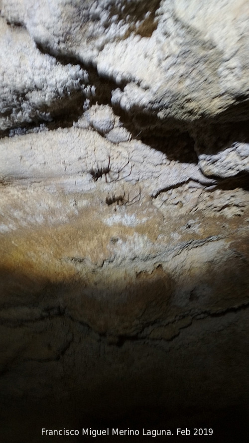 Cueva de la Virgen - Cueva de la Virgen. Ara�a Cavern�cola