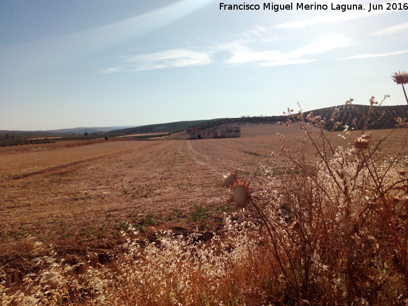 Cortijo de Alc�zar - Cortijo de Alc�zar. En campi�a