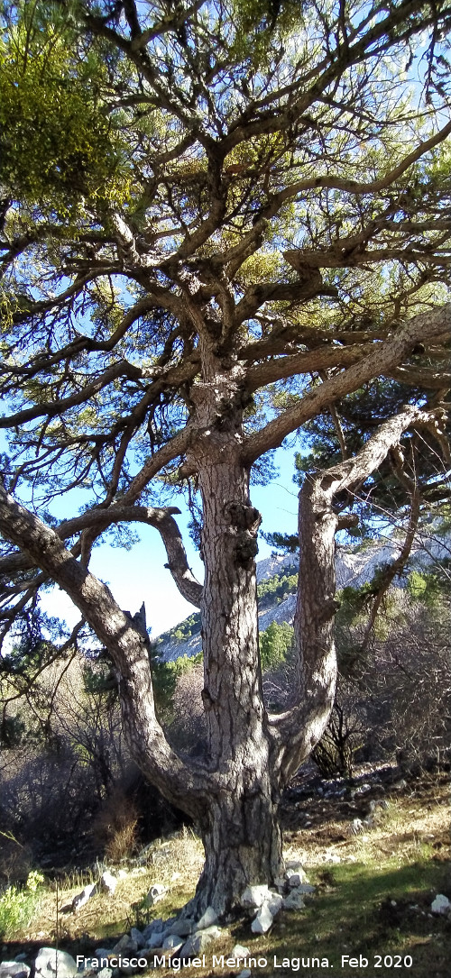 Pino Tridente - Pino Tridente. 