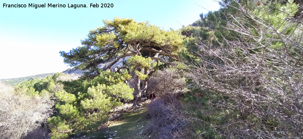 Pino Tridente - Pino Tridente. 