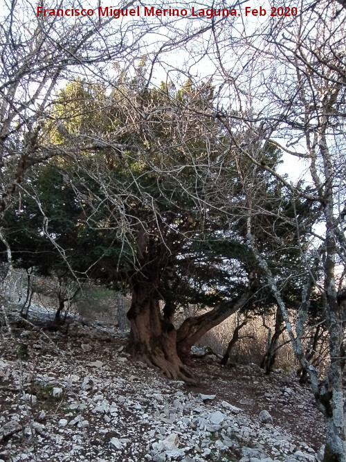 Tejo Milenario Hembra - Tejo Milenario Hembra. 