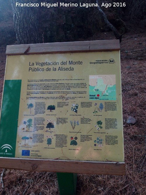 Sendero R�o Campana - Sendero R�o Campana. Cartel de vegetaci�n