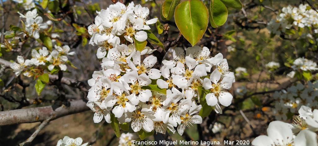 Peral - Peral. Flores. Cortijo de la Albardilla - Cambil
