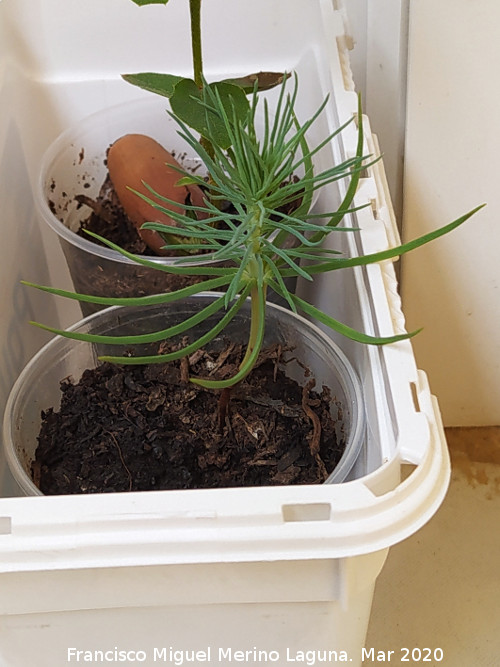 Pino pi�onero - Pino pi�onero. Los Villares