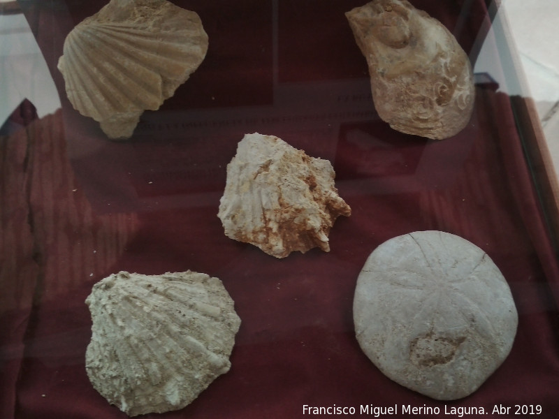 Hospital de Ntra Sra de los �ngeles - Hospital de Ntra Sra de los �ngeles. F�siles