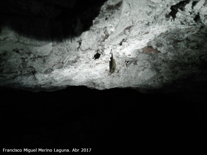 Mina Segunda de las Yeseras - Mina Segunda de las Yeseras. Murci�lago