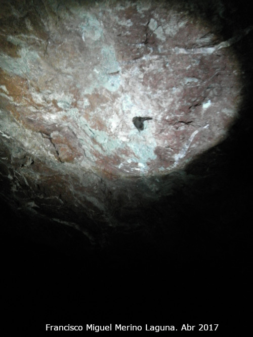 Mina Segunda de las Yeseras - Mina Segunda de las Yeseras. Murci�lago en las vetas de yeso