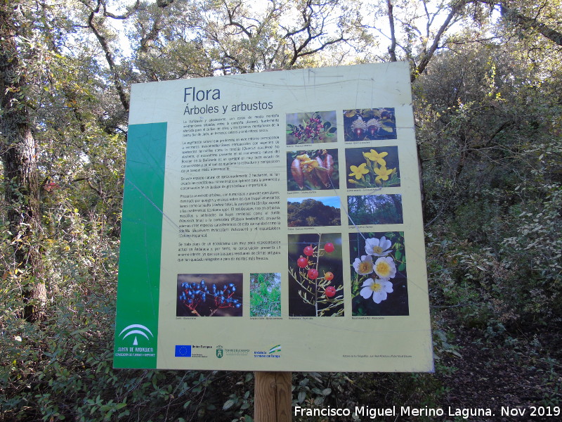 Bosque de la Ba�izuela - Bosque de la Ba�izuela. Cartel