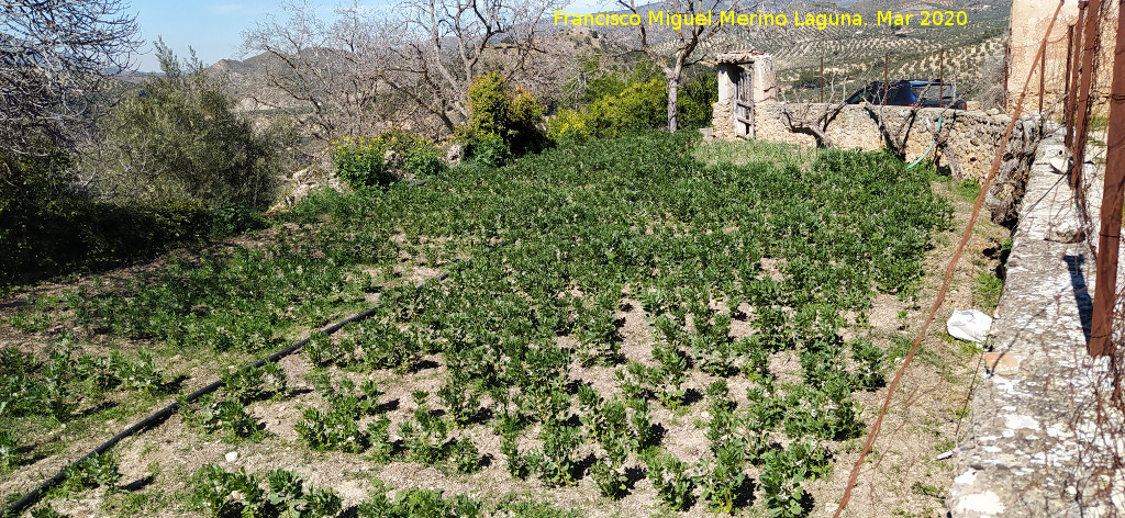 Haba - Haba. Cortijo de la Huerta - Cambil