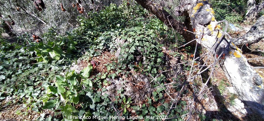 Cueva de la Zorra - Cueva de la Zorra. 