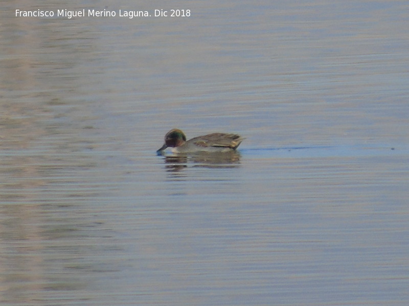 P�jaro Cerceta - P�jaro Cerceta. Tablas de Daimiel