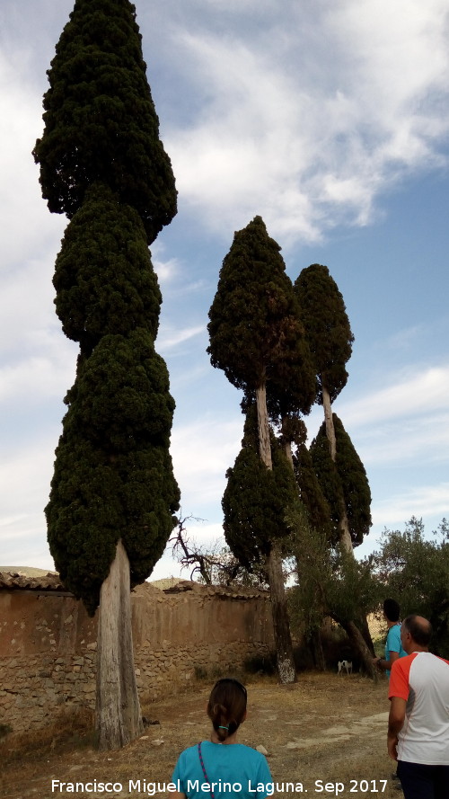 Caser�a de Segovia - Caser�a de Segovia. Cipreses