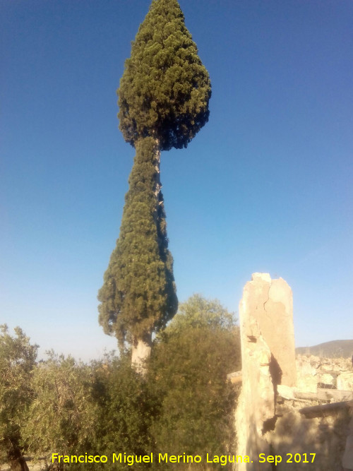 Caser�a de Segovia - Caser�a de Segovia. Cipr�s