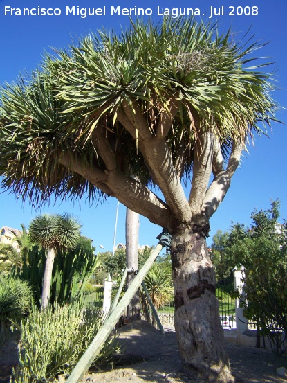 Drago - Drago. Benalm�dena