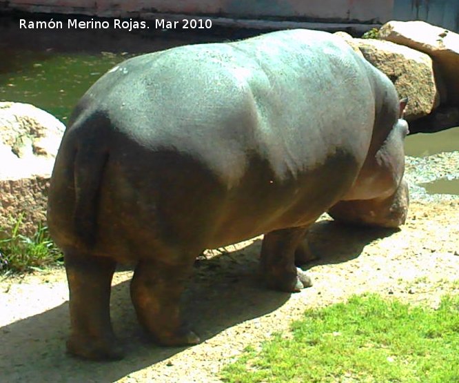 Hipop�tamo - Hipop�tamo. C�rdoba
