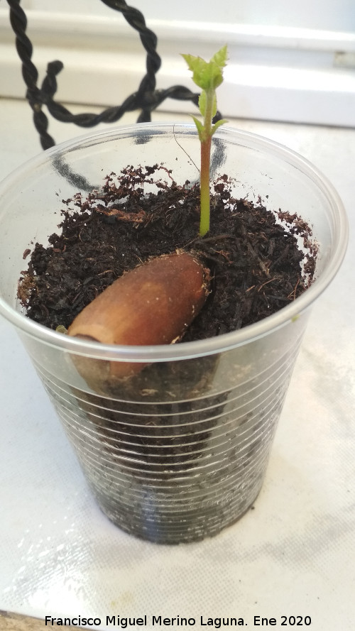 Alcornoque - Alcornoque. Los Villares