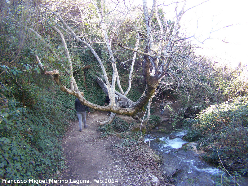 Las Chorreras - Las Chorreras. �rbol ca�do