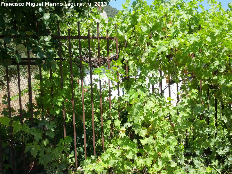 Aldea Casta�eda - Aldea Casta�eda. Rejas de casa abandonada