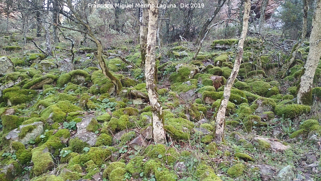 Arroyo de Mart�n P�rez - Arroyo de Mart�n P�rez. 