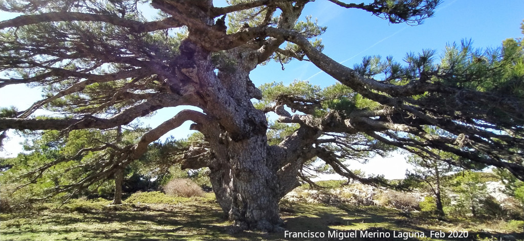 Pino de la Entrega - Pino de la Entrega. 