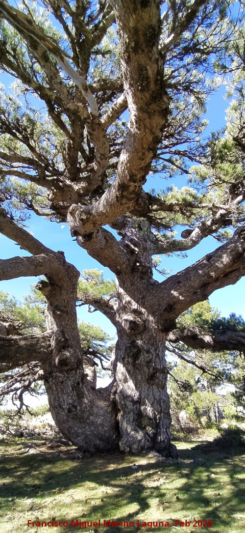Pino de la Entrega - Pino de la Entrega. 